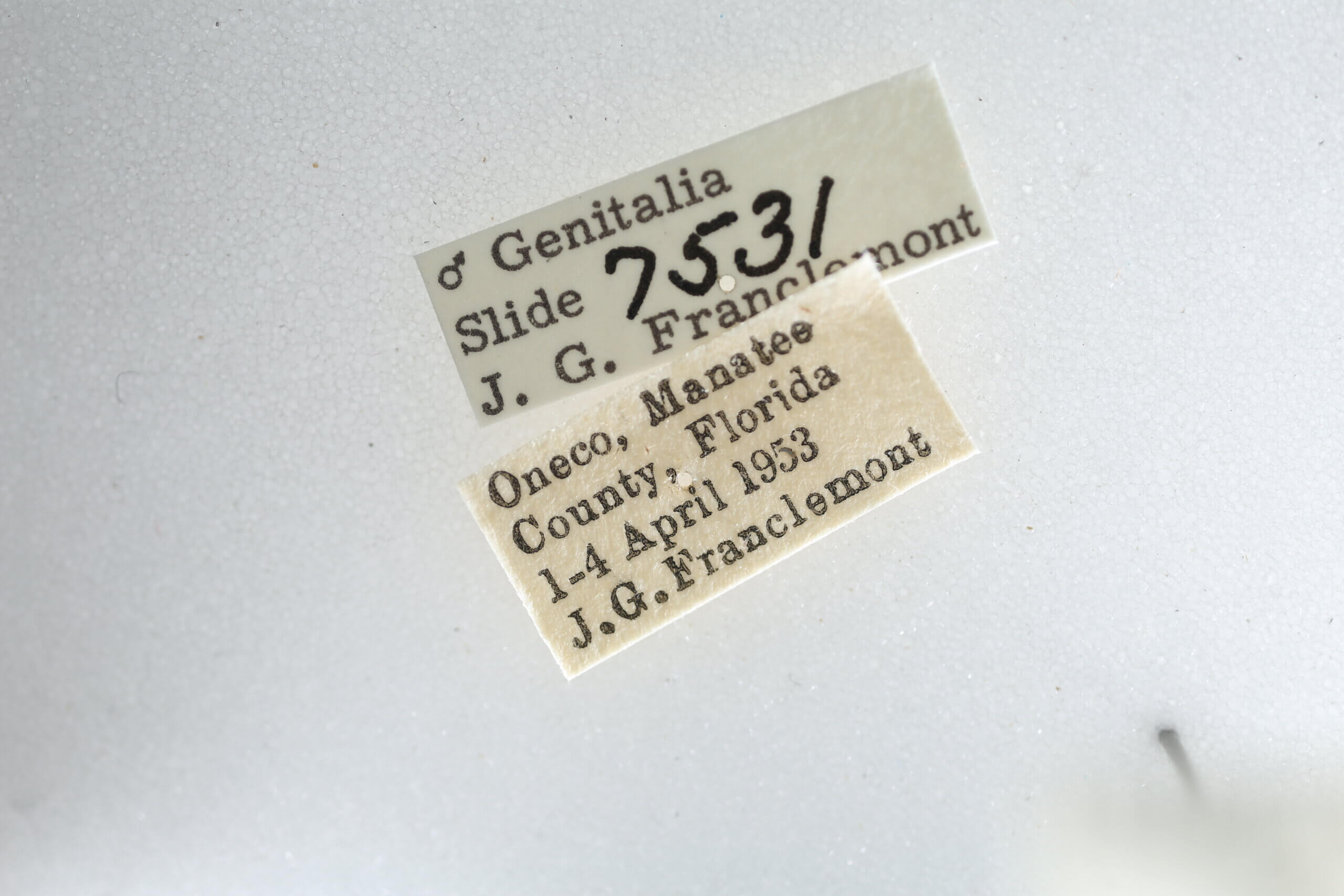 label view of adult Metalectra quadrisignata