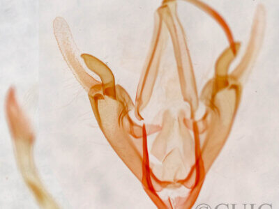 genitalia view of adult Metalectra tantillus