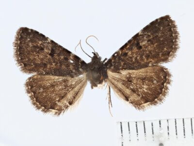 dorsal view of adult Metalectra tantillus