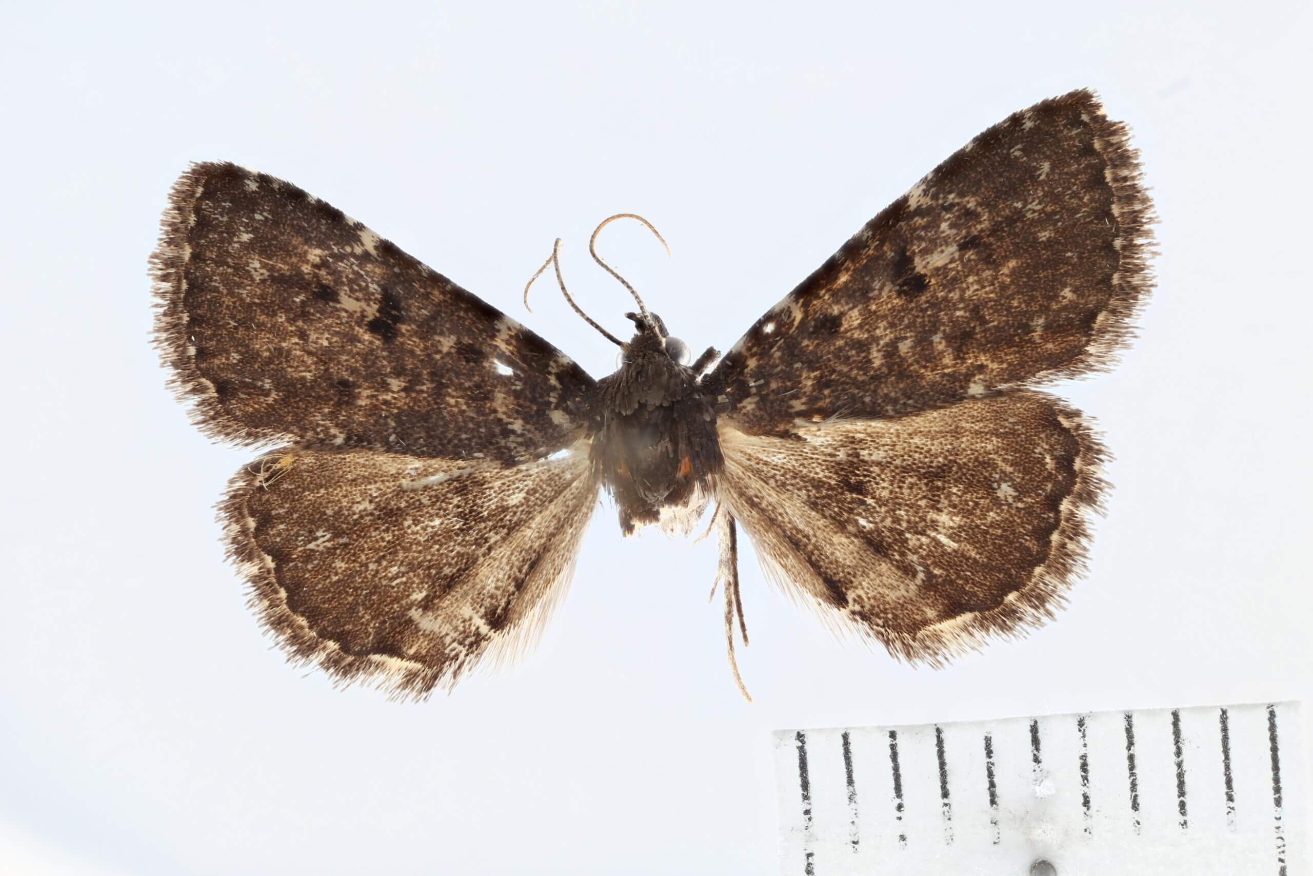 dorsal view of adult Metalectra tantillus