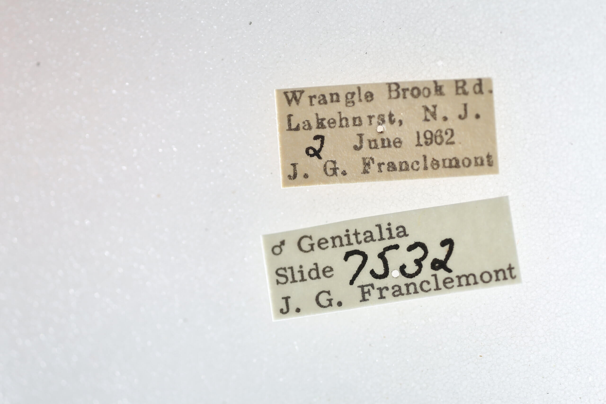 label view of adult Metalectra tantillus