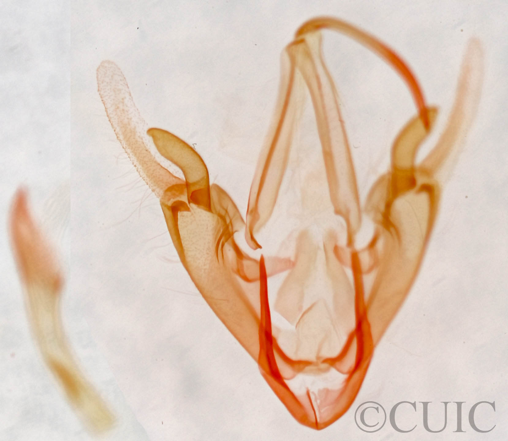 genitalia view of adult Metalectra tantillus