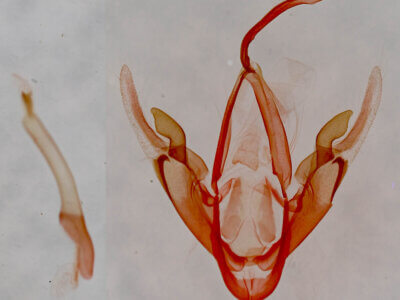 genitalia view of adult Metalectra tantillus