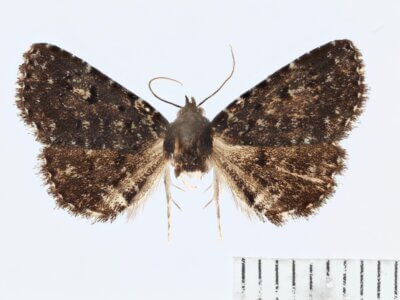 dorsal view of adult Metalectra tantillus in Metalectra tantillus 7533