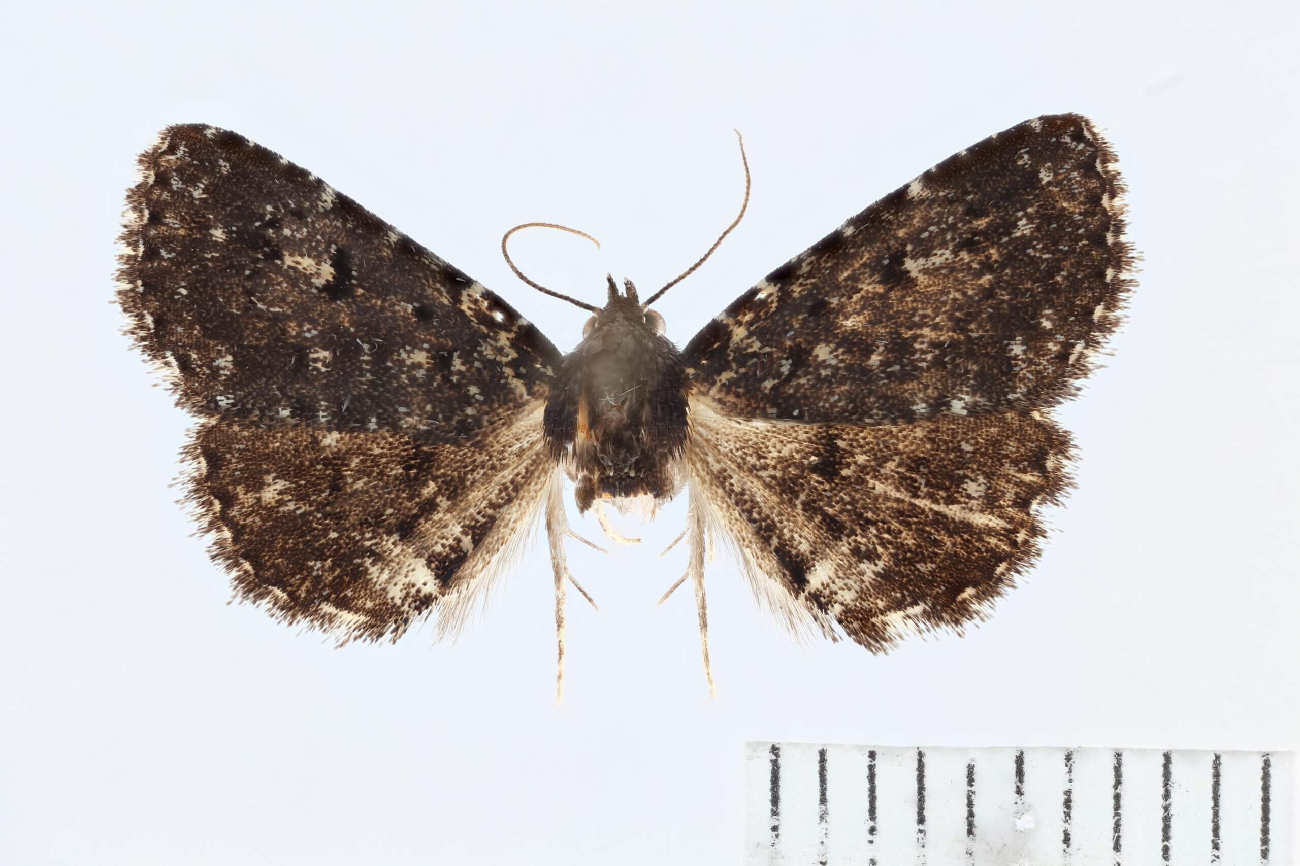 dorsal view of adult Metalectra tantillus in Metalectra tantillus 7533