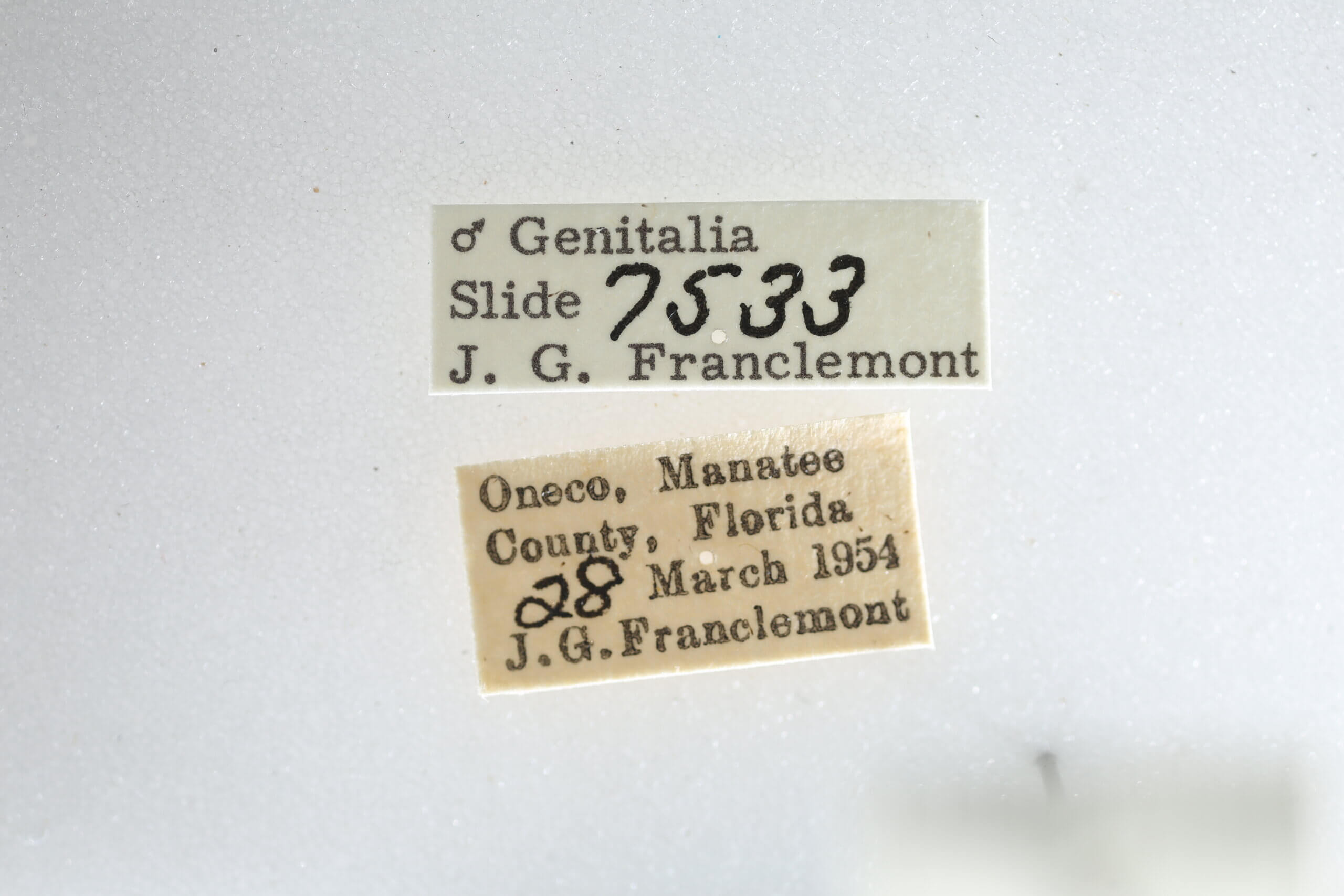 label view of adult Metalectra tantillus
