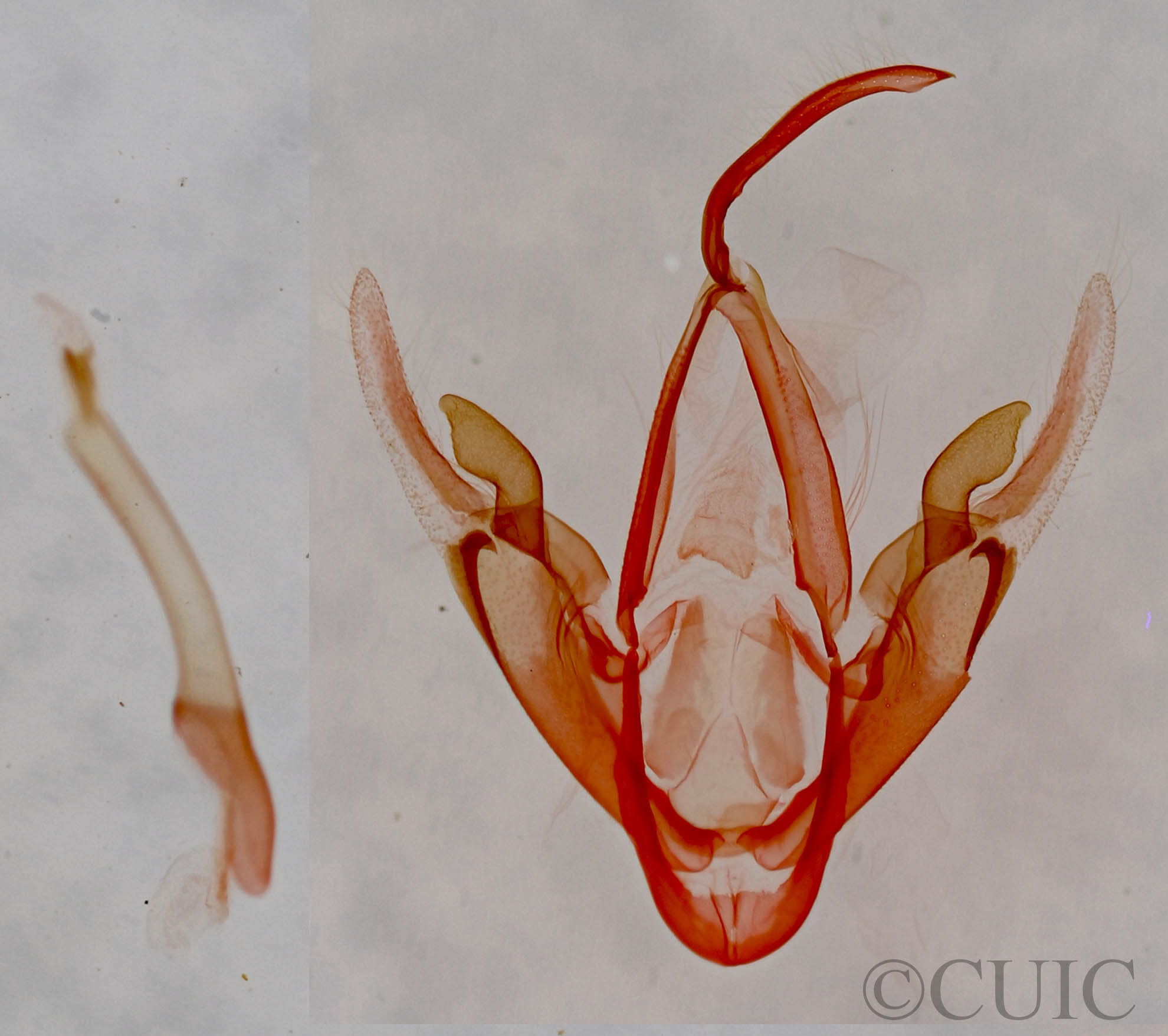 genitalia view of adult Metalectra tantillus