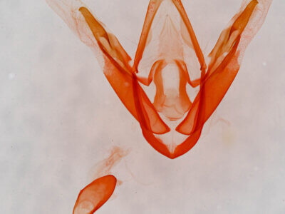 genitalia view of adult Metalectra sp.