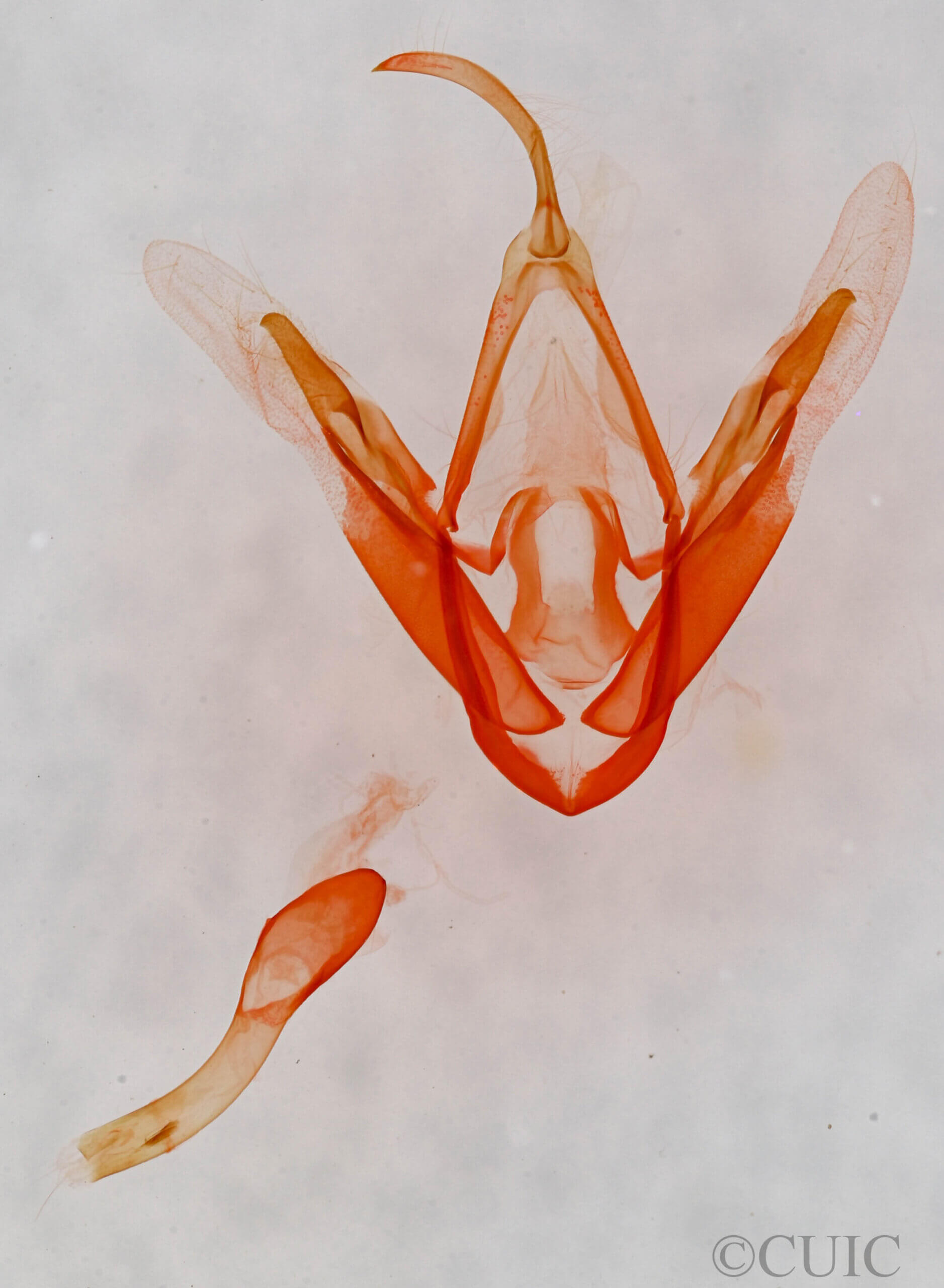 genitalia view of adult Metalectra sp.