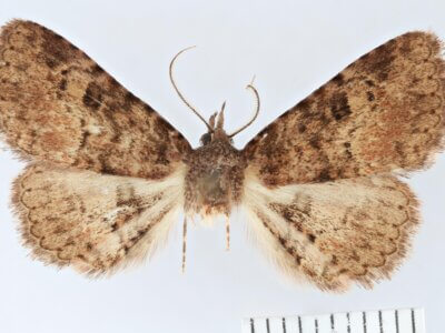 dorsal view of adult Metalectra sp.