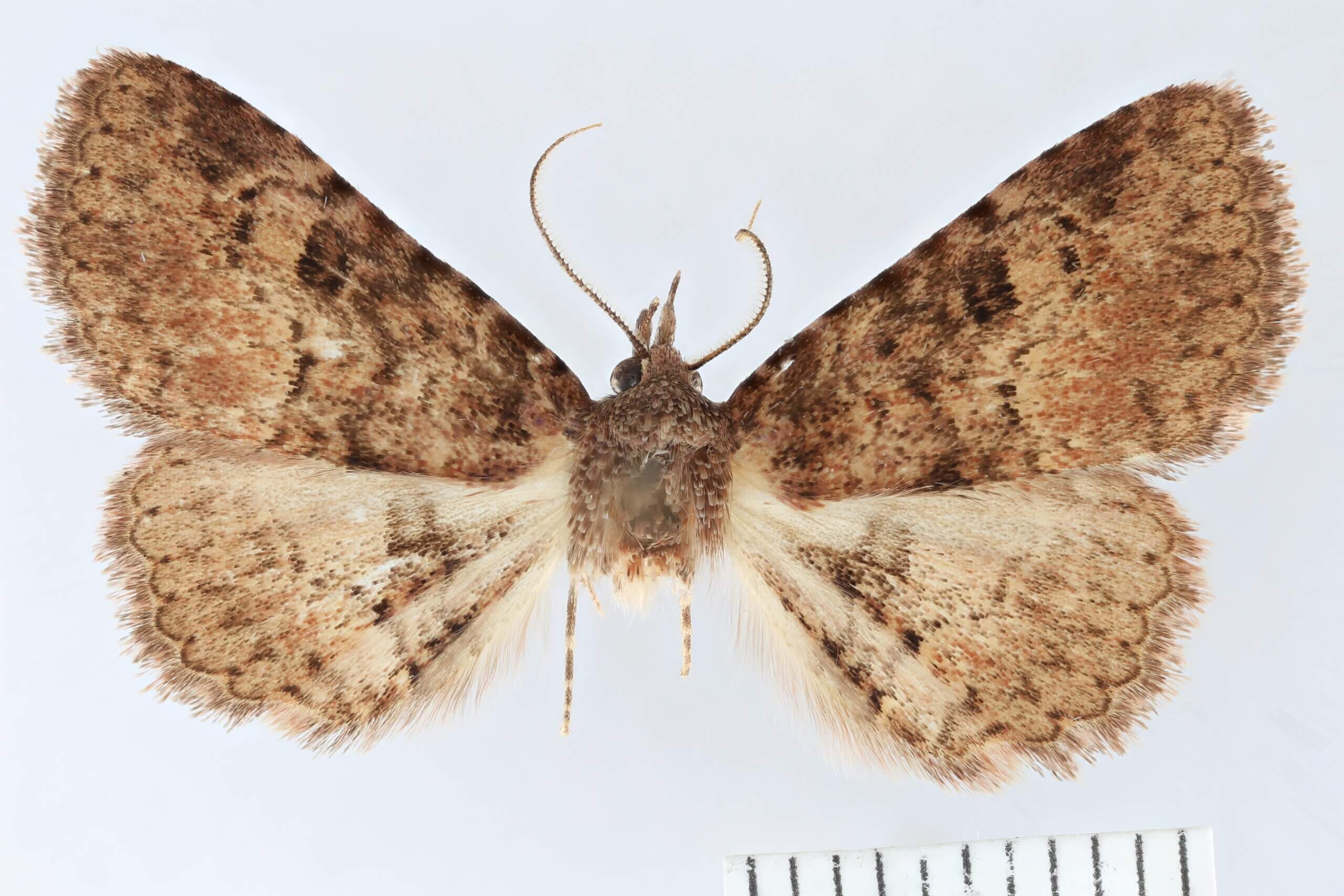 dorsal view of adult Metalectra sp.