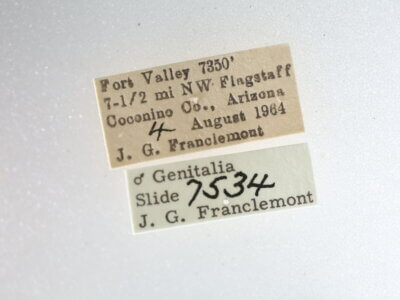 label view of adult Metalectra sp.