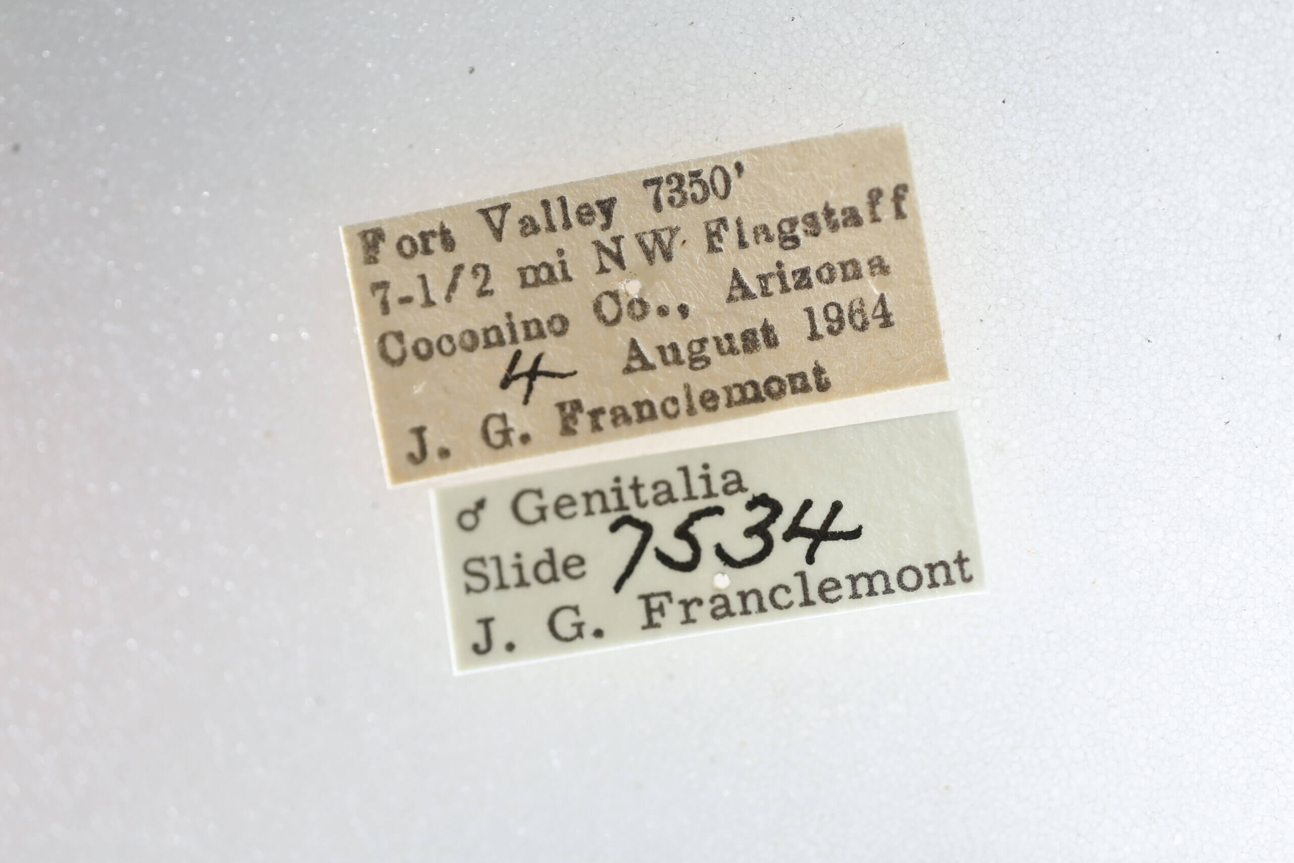 label view of adult Metalectra sp.