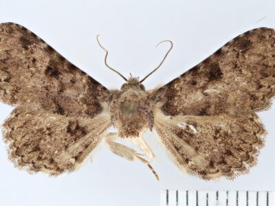 dorsal view of adult Metalectra bigallis