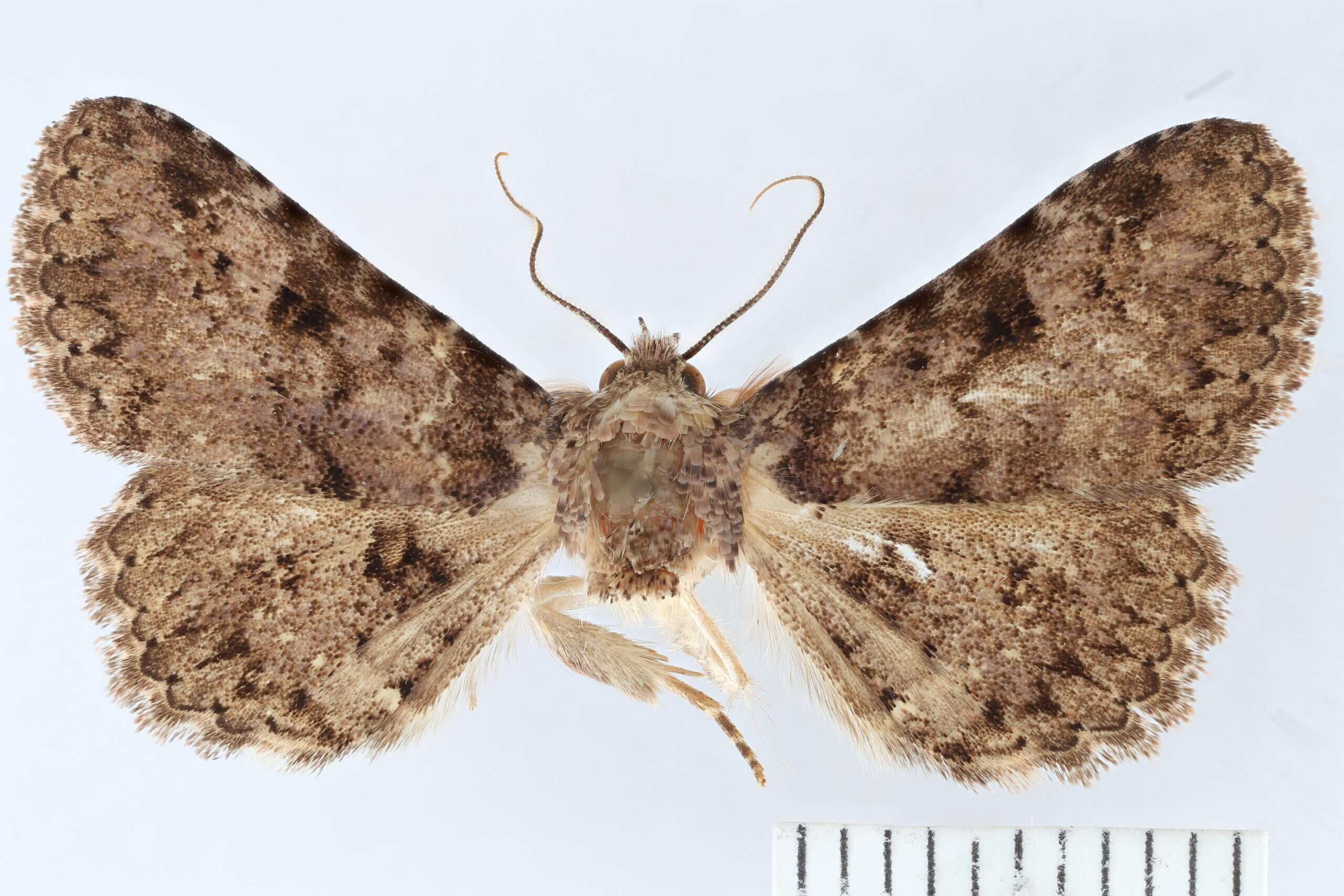 dorsal view of adult Metalectra bigallis