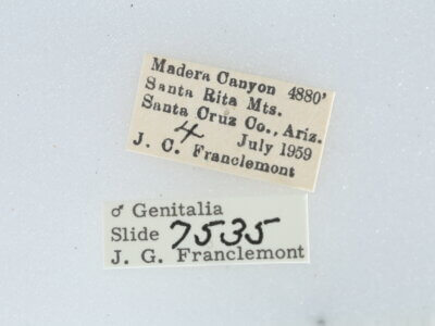 label view of adult Metalectra bigallis