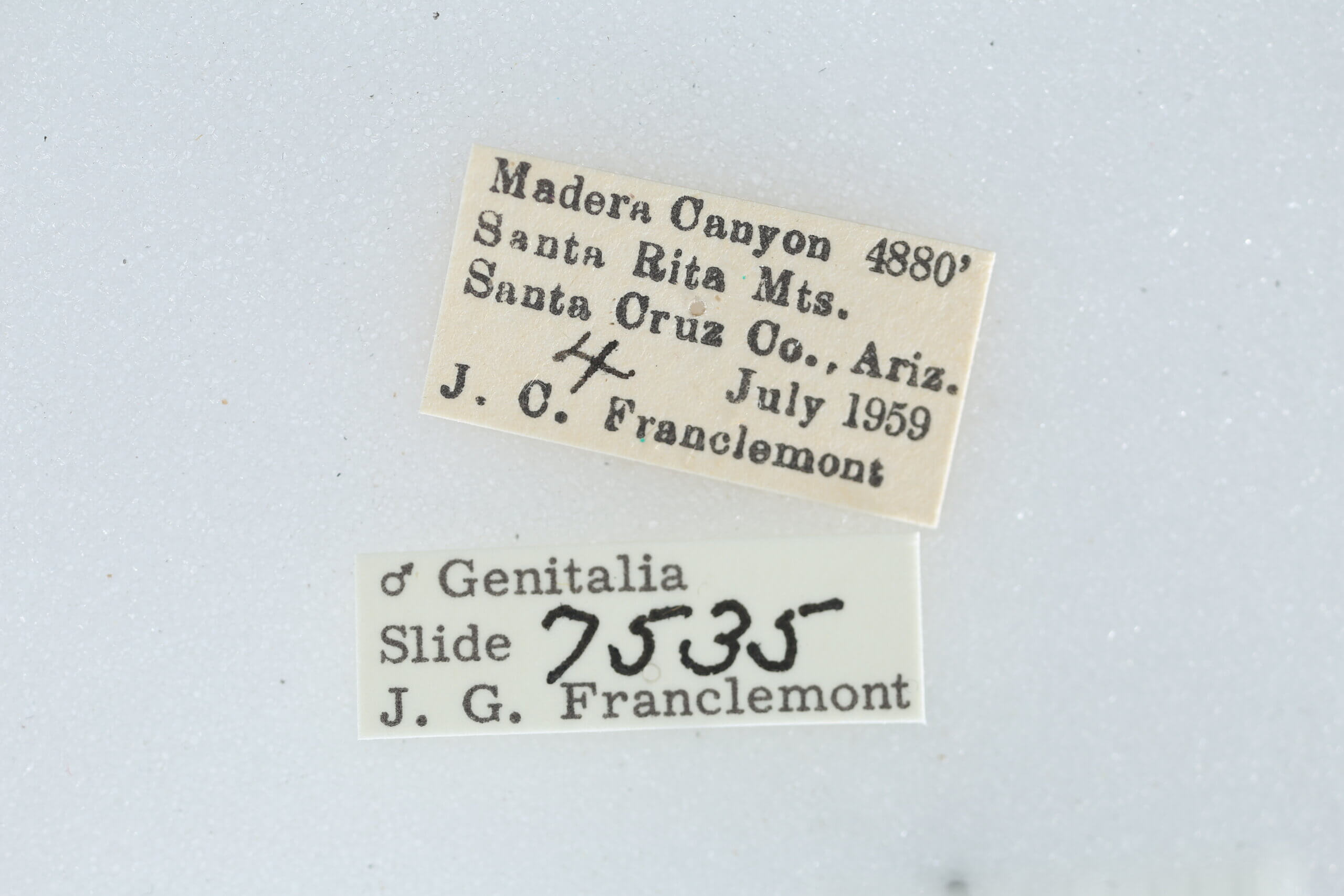 label view of adult Metalectra bigallis