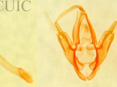 genitalia view of adult Metalectra edilis