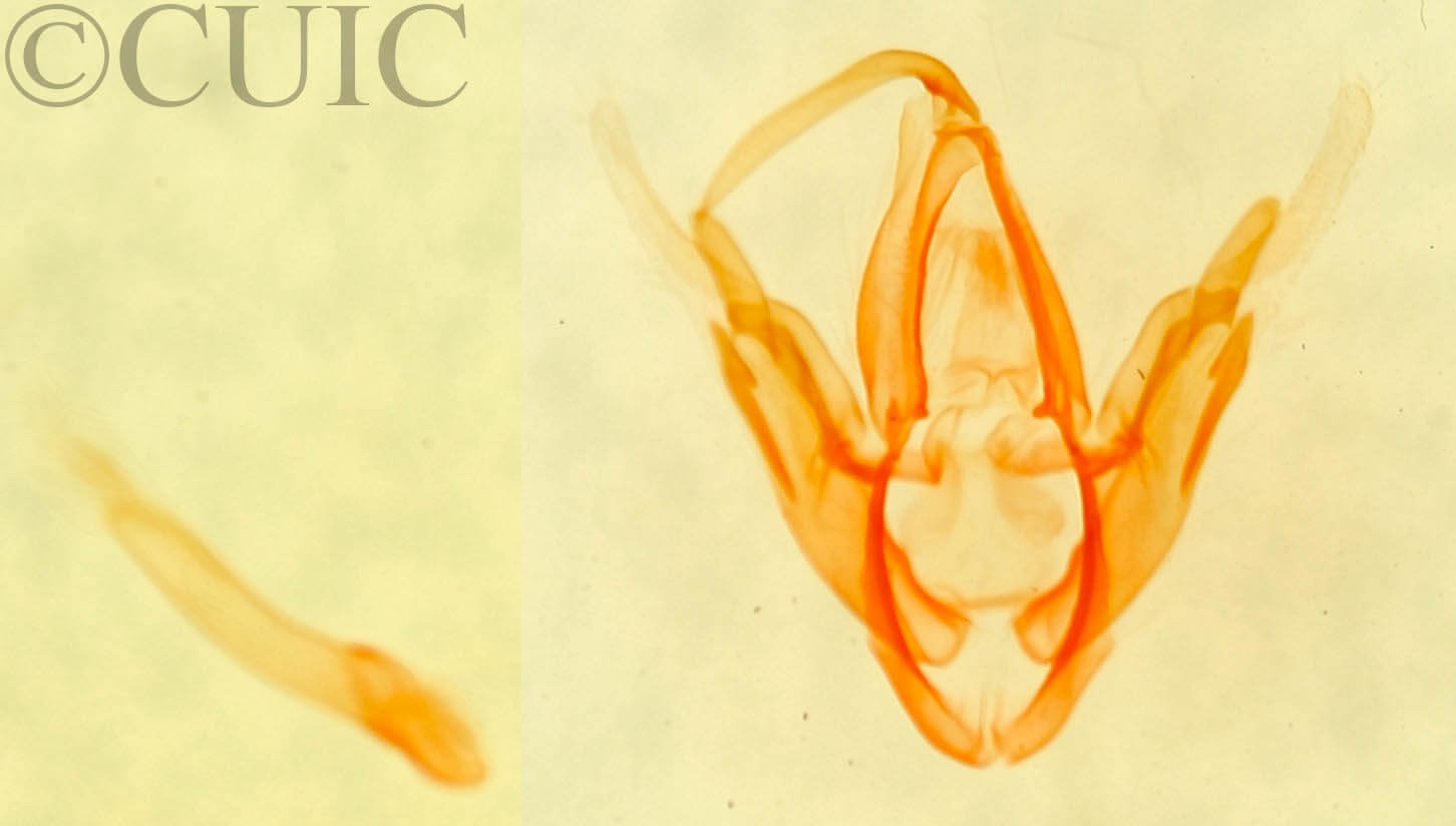 genitalia view of adult Metalectra edilis
