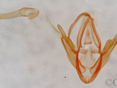 genitalia view of adult Metalectra edilis