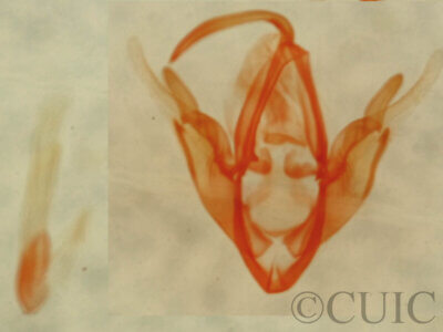 genitalia view of adult Metalectra cincta?