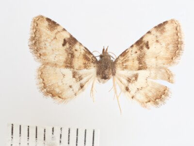 dorsal view of adult Metalectra cincta?