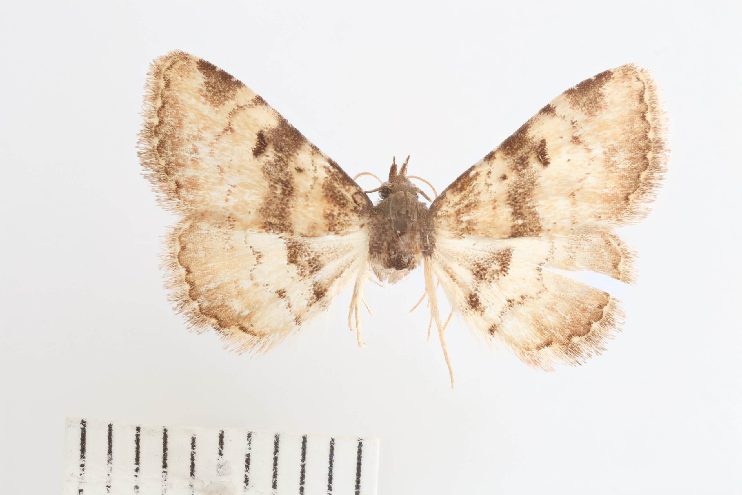 dorsal view of adult Metalectra cincta?