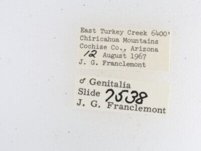 label view of adult Metalectra cincta?