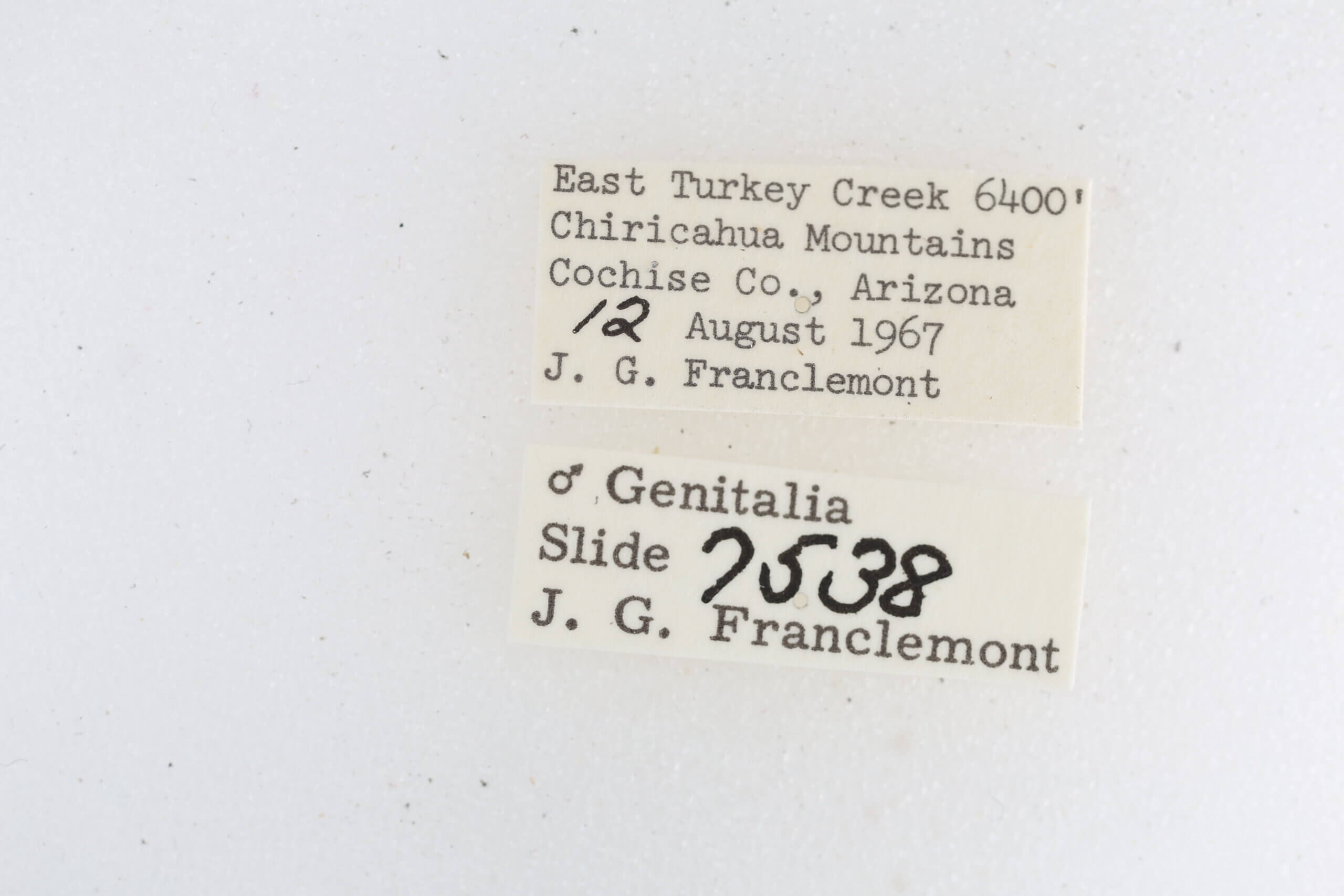 label view of adult Metalectra cincta?