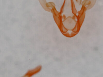 genitalia view of adult Metalectra albilinea