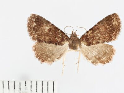 dorsal view of adult Metalectra albilinea