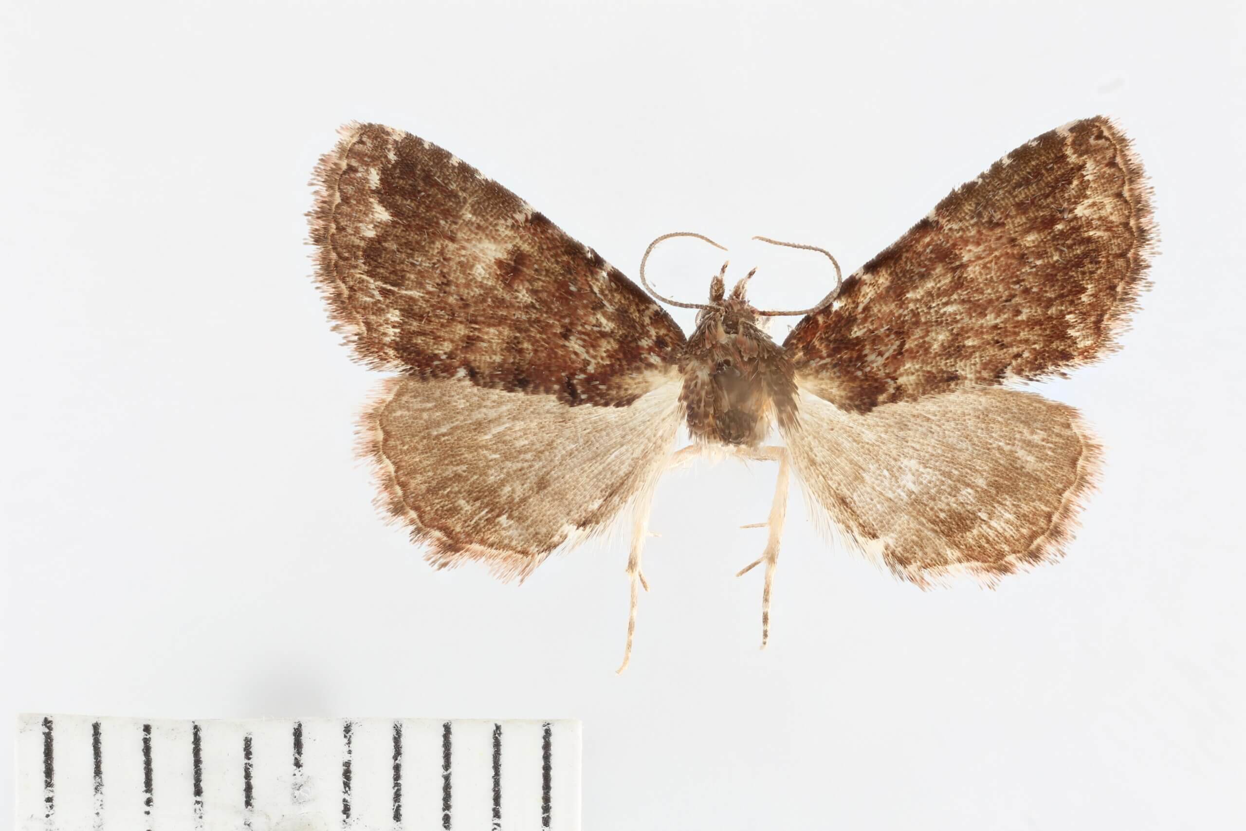 dorsal view of adult Metalectra albilinea