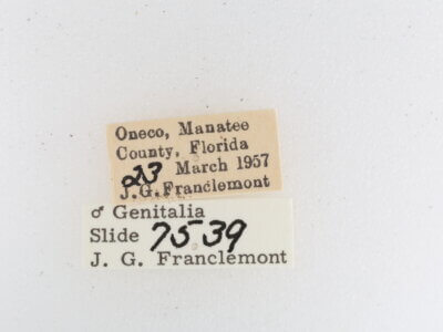 label view of adult Metalectra albilinea