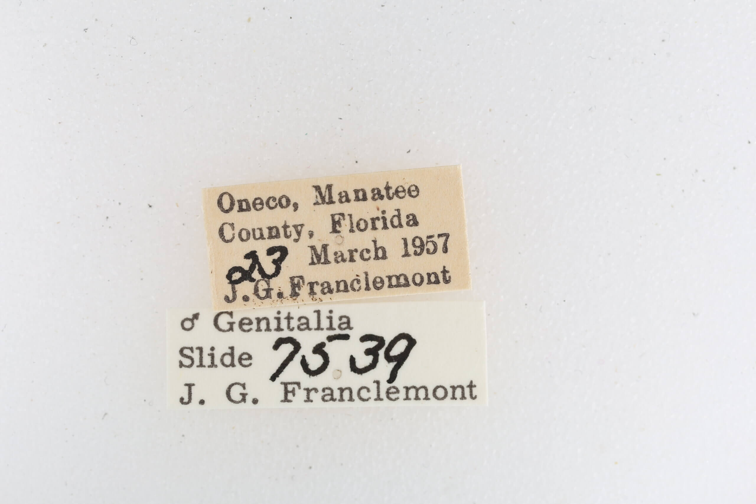 label view of adult Metalectra albilinea