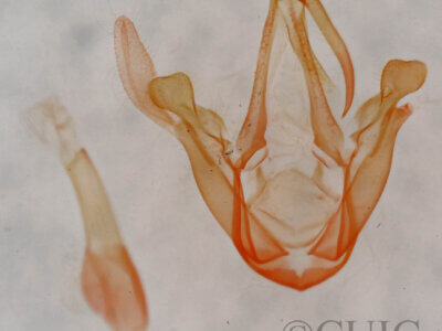 genitalia view of adult Metalectra miserulata