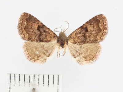 dorsal view of adult Metalectra miserulata