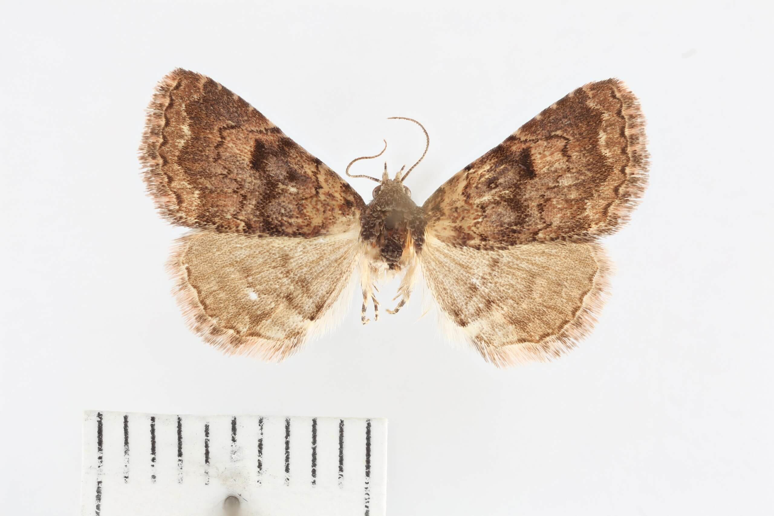 dorsal view of adult Metalectra miserulata