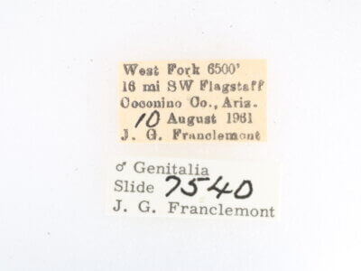 label view of adult Metalectra miserulata