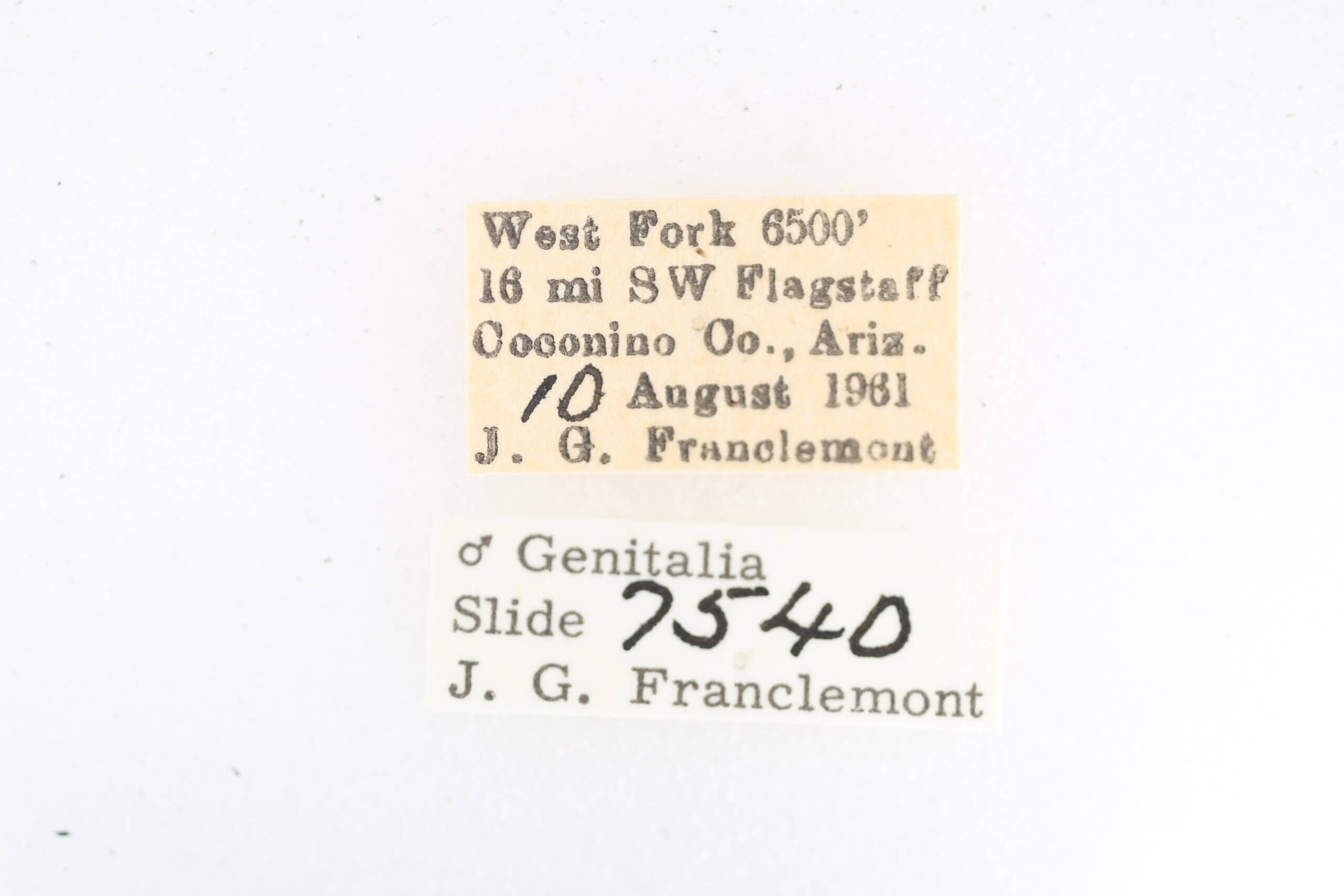 label view of adult Metalectra miserulata