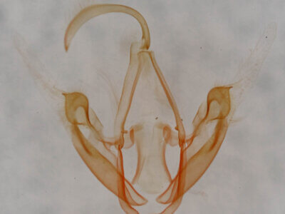 genitalia view of adult Metalectra quadrisignata