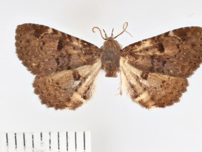 dorsal view of adult Metalectra quadrisignata