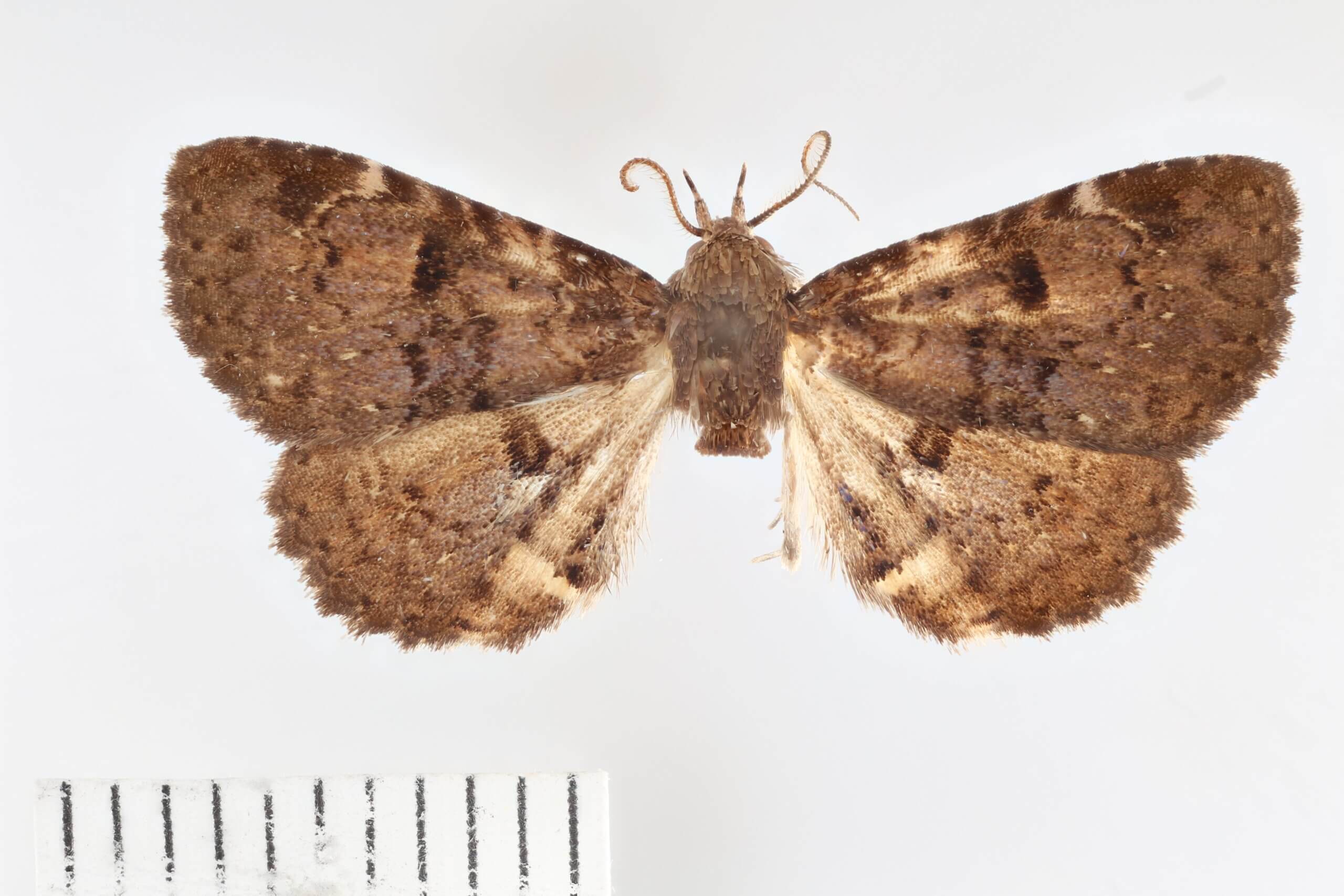 dorsal view of adult Metalectra quadrisignata