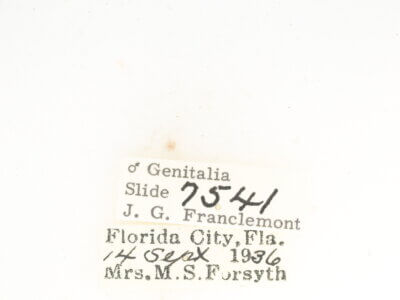 label view of adult Metalectra quadrisignata