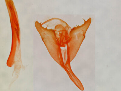 genitalia view of adult Marimatha sp.