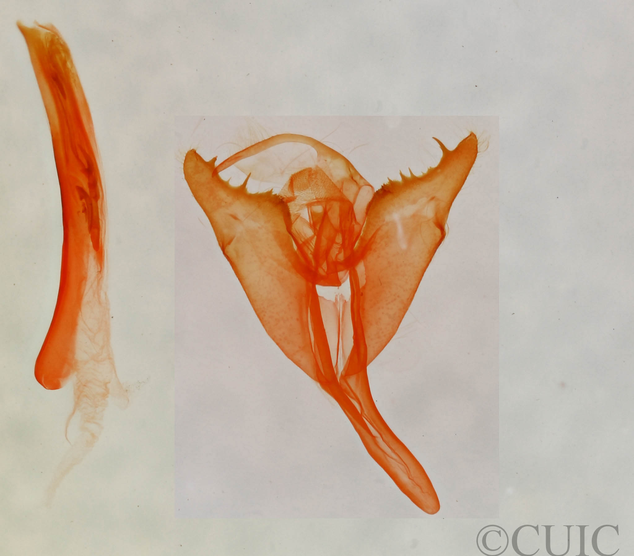 genitalia view of adult Marimatha sp.