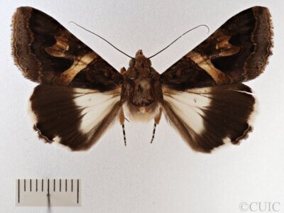 dorsal view of adult Melipolis contorta