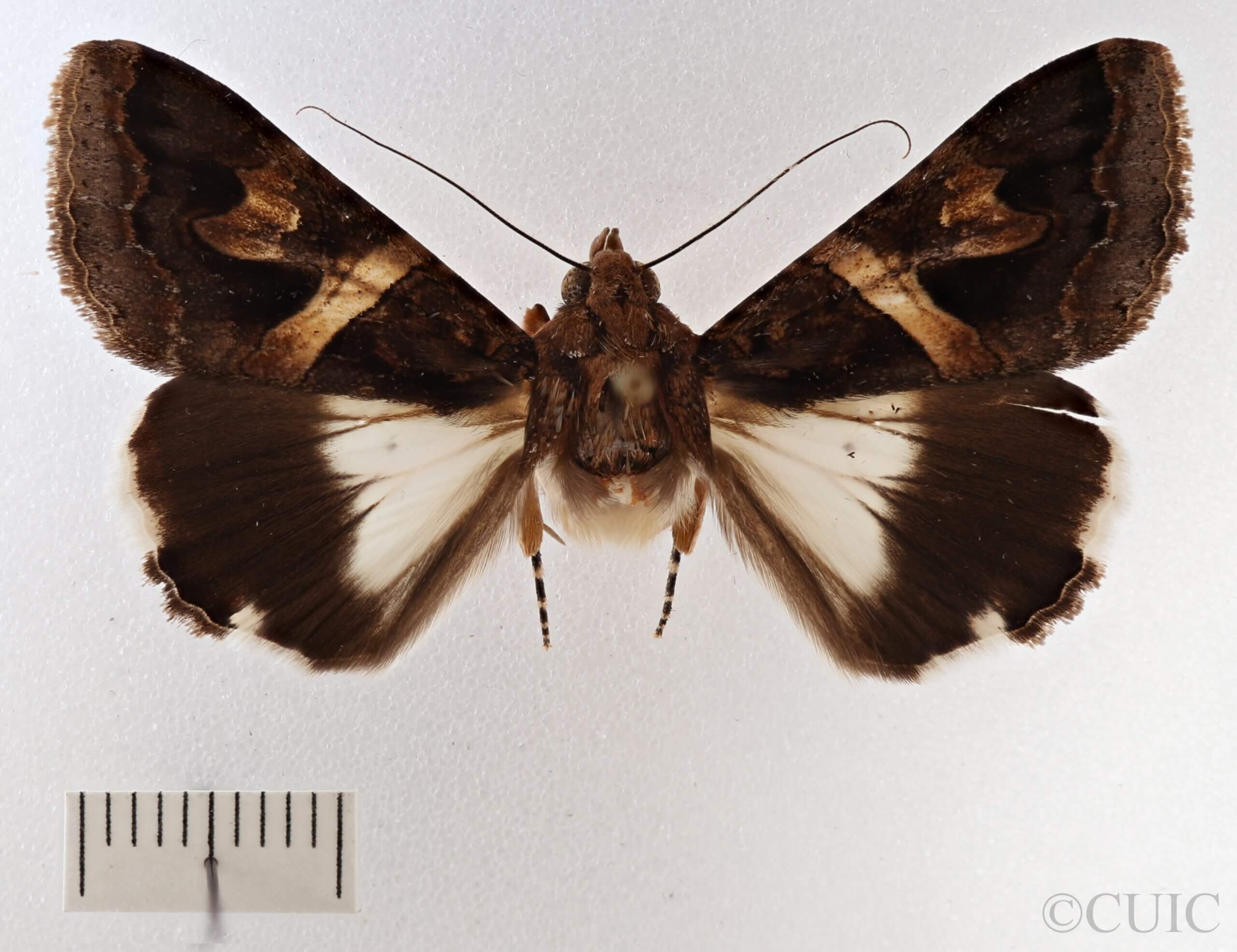 dorsal view of adult Melipolis contorta