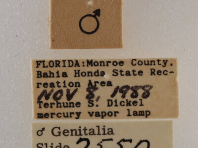 label view of adult Melipolis contorta
