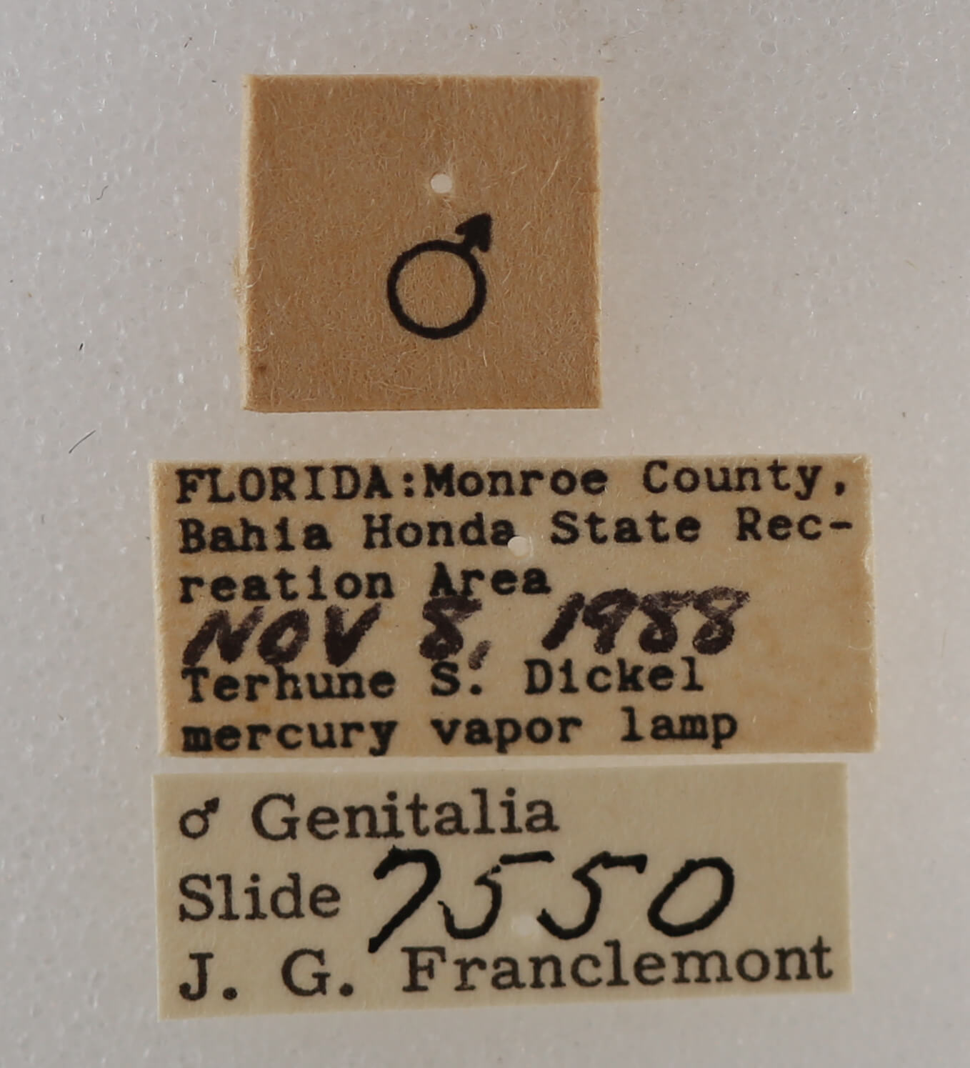 label view of adult Melipolis contorta