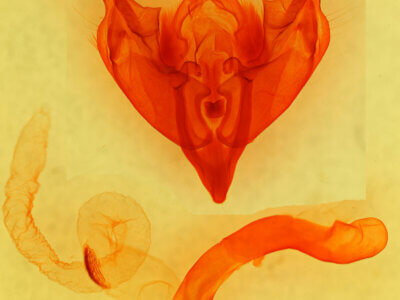 genitalia view of adult Papestra cristifera